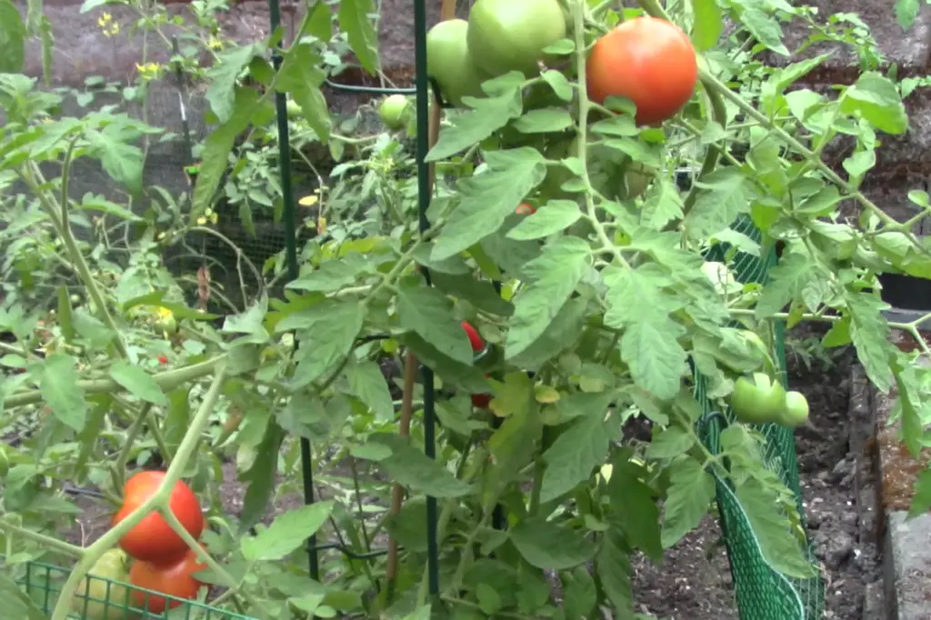 Tomato Plants