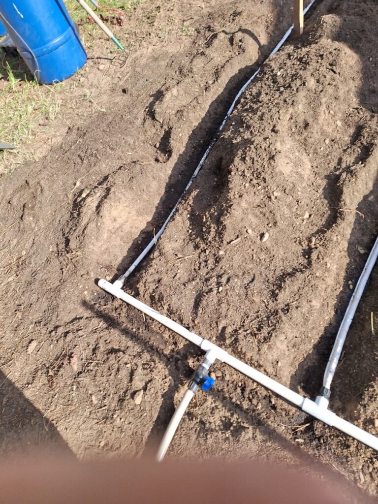 rows one and two of our dirt tape saving water