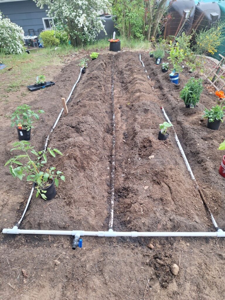Installation of a responsive drip irrigation system in a garden showing plant controlled irrigation technology for water conservation with tubing laid out before any soil covering or planting.