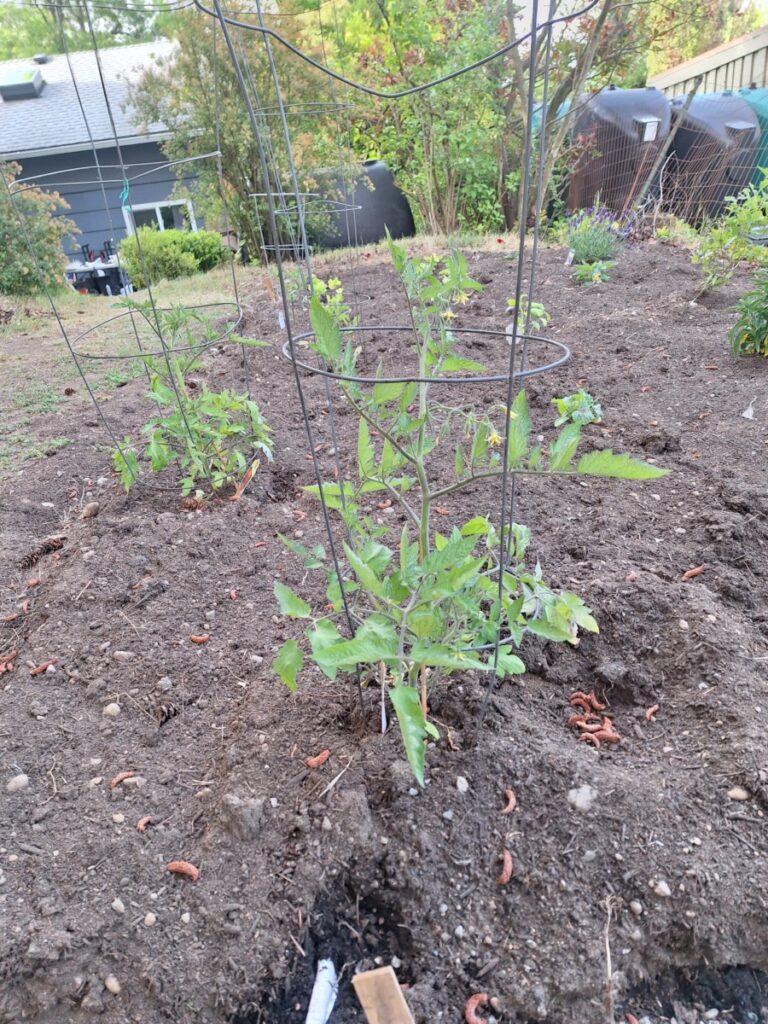 Beautiful tomato plant