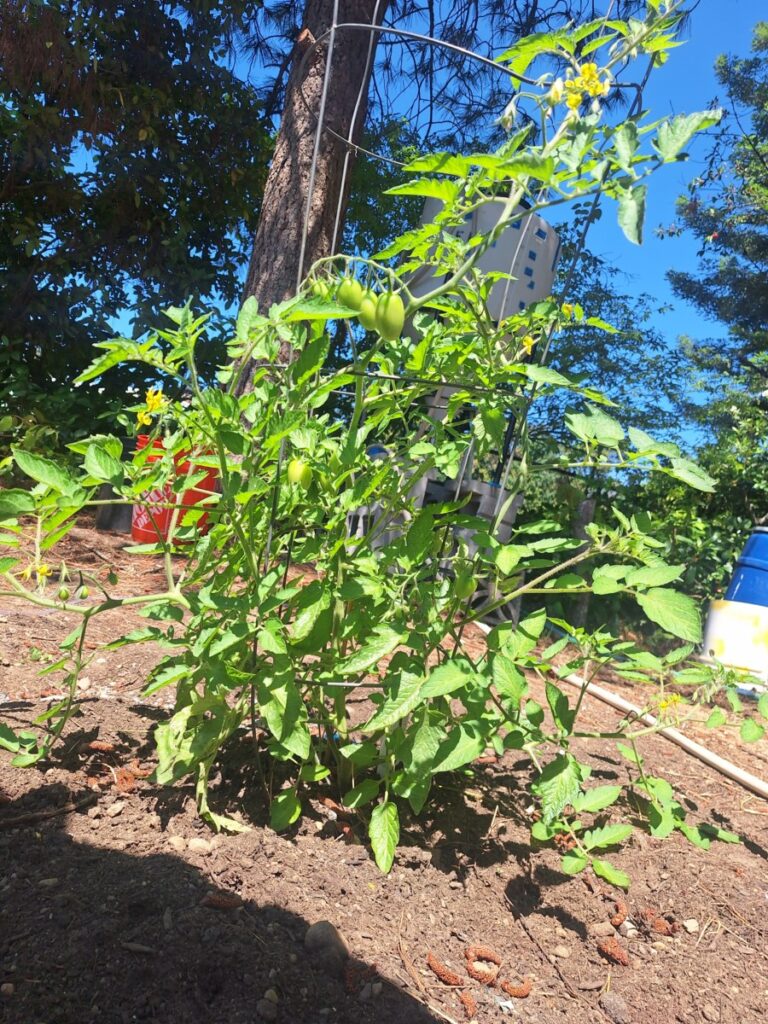 A different tomato plant thriving in a sustainable garden nurtured by precision irrigation technology which delivers water efficiently to the root zone.