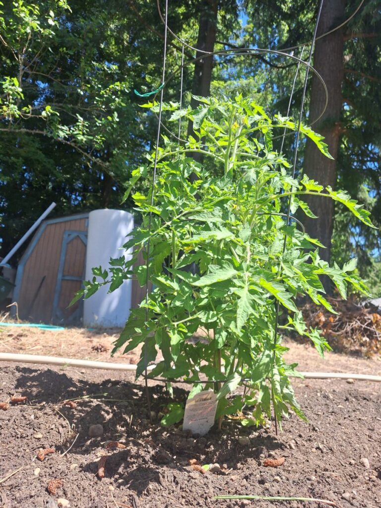 A thriving to nato plant benefiting from recision irrigation technology with plant controlled watering ensuring healthy growth and water conservation in a sustainable garden.