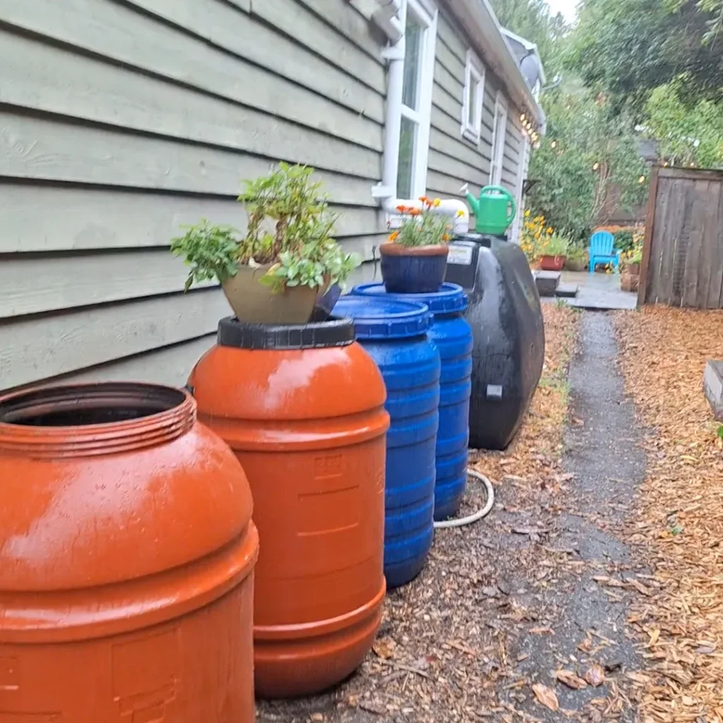 a completed rainwater collection system installed in a backyard demonstrating how homeowners can efficiently harvest rainwater for sustainable gardening and household use

