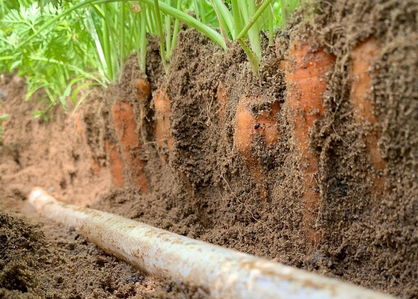 "Responsive drip irrigation tubing installed 3-5 inches underground near carrot roots showing targeted water delivery system"