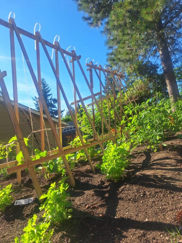 Lush, healthy plants thriving in the Product Water test garden, showcasing vibrant green leaves and abundant growth across multiple crop types.