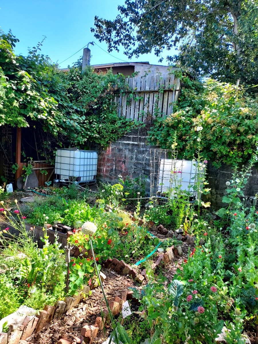 Large Native Plant Garden with Gravity Irrigation – Garden 2