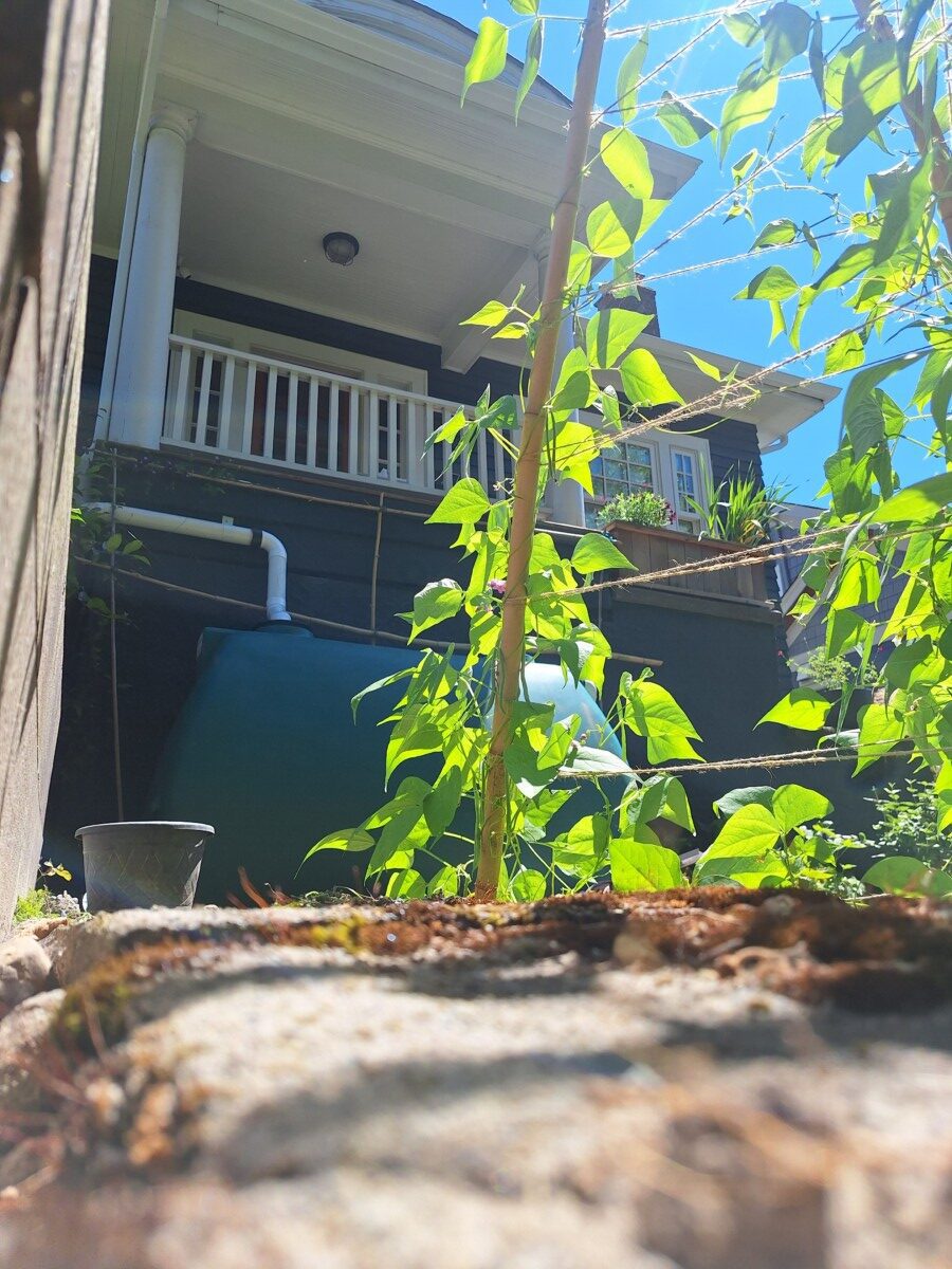 Rainwater harvesting system installation at a Seattle single-family home, showing rooftop conveyance piping, storage tank, and garden integration for sustainable water supply.