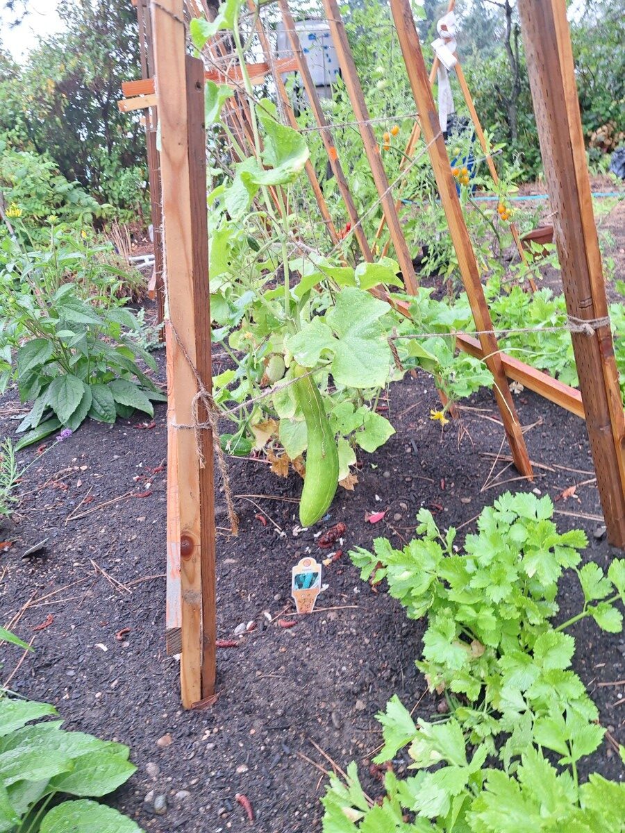 Responsive Drip Irrigation Grow Smart Garden – Garden 1