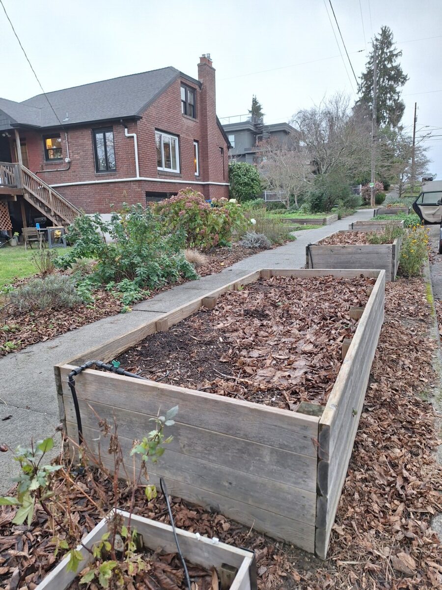 Mature garden supported by a rainwater harvesting system in Seattle